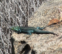 Liolaemus zapallarensis