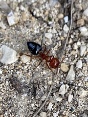 Crematogaster laeviuscula