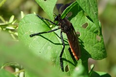 Archilestris magnificus