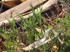 Salicornia perennis
