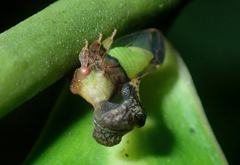 Lycoderides elephantus