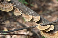 Trametes versicolor