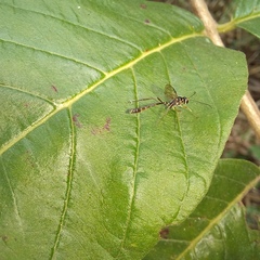 Anomalon reticulatum