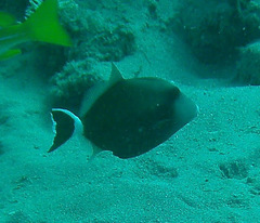 Sufflamen albicaudatum