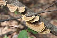 Trametes versicolor