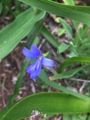 Tecophilaea violiflora