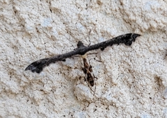 Michaelophorus indentatus