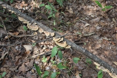 Trametes versicolor