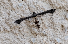 Michaelophorus indentatus