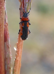 Crossidius discoideus