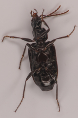 Platyninae