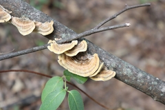 Trametes versicolor