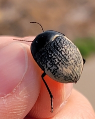 Eusattus reticulatus