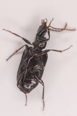 Platyninae