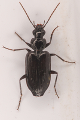 Platyninae