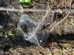 Frontinella pyramitela