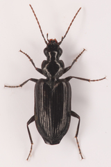 Platyninae