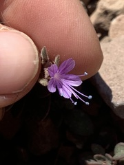 Collomia debilis debilis