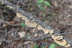 Trametes versicolor