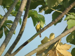 Megarynchus pitangua pitangua