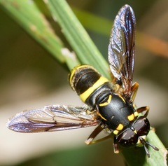 Spilomyia sayi