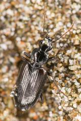 Platyninae