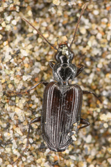 Platyninae
