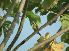 Megarynchus pitangua pitangua