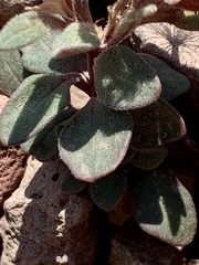 Collomia debilis debilis