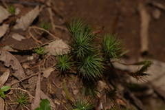 Dawsonia