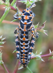 Dactylotum bicolor