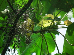 Megarynchus pitangua pitangua