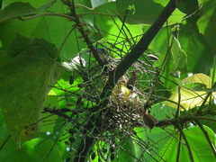 Megarynchus pitangua pitangua