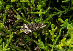 Pseudocoremia leucelaea