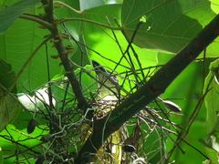 Megarynchus pitangua pitangua