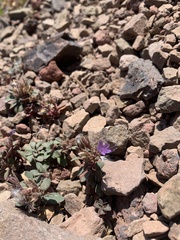 Collomia debilis debilis