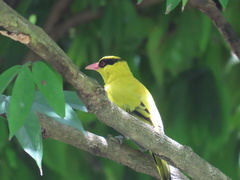 Oriolus chinensis