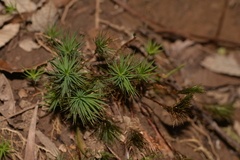 Dawsonia