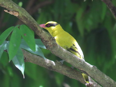 Oriolus chinensis