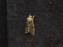 Ichneutica plena