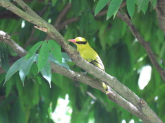 Oriolus chinensis