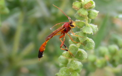 Therion circumflexum