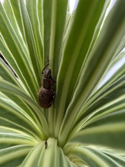 Pantomorus cervinus