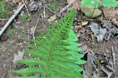 Polystichum braunii