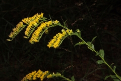 Solidago ulmifolia