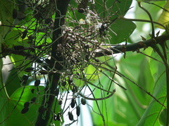 Megarynchus pitangua pitangua