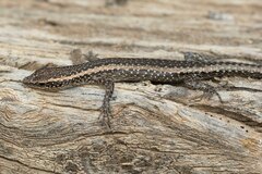 Cryptoblepharus australis