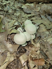Entoloma abortivum