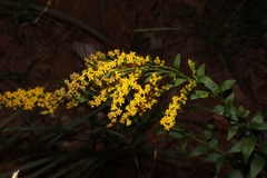 Solidago ulmifolia
