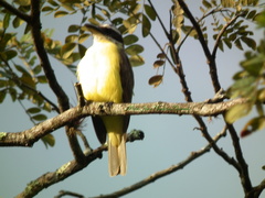 Megarynchus pitangua pitangua